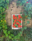 Orange Nasturtiums Print by Lou Taylor