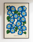 Morning Glory Print by Lou Taylor