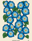 Morning Glory Print by Lou Taylor