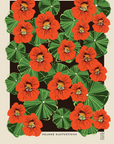 Orange Nasturtiums Print by Lou Taylor