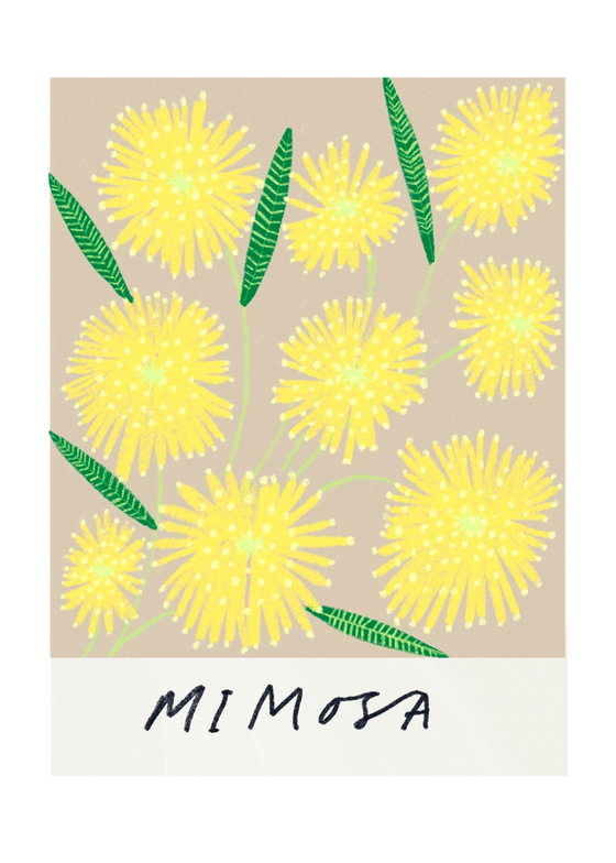 Mimosa Flower Art Print by Amyisla McCombie