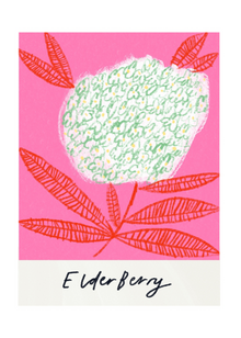  Elderberry Art Print by Amyisla McCombie